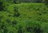 Land in a Fantastic Location