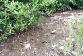 Prime Land/Swampy Land for sale at Rumuorlumeni , Port Harcourt