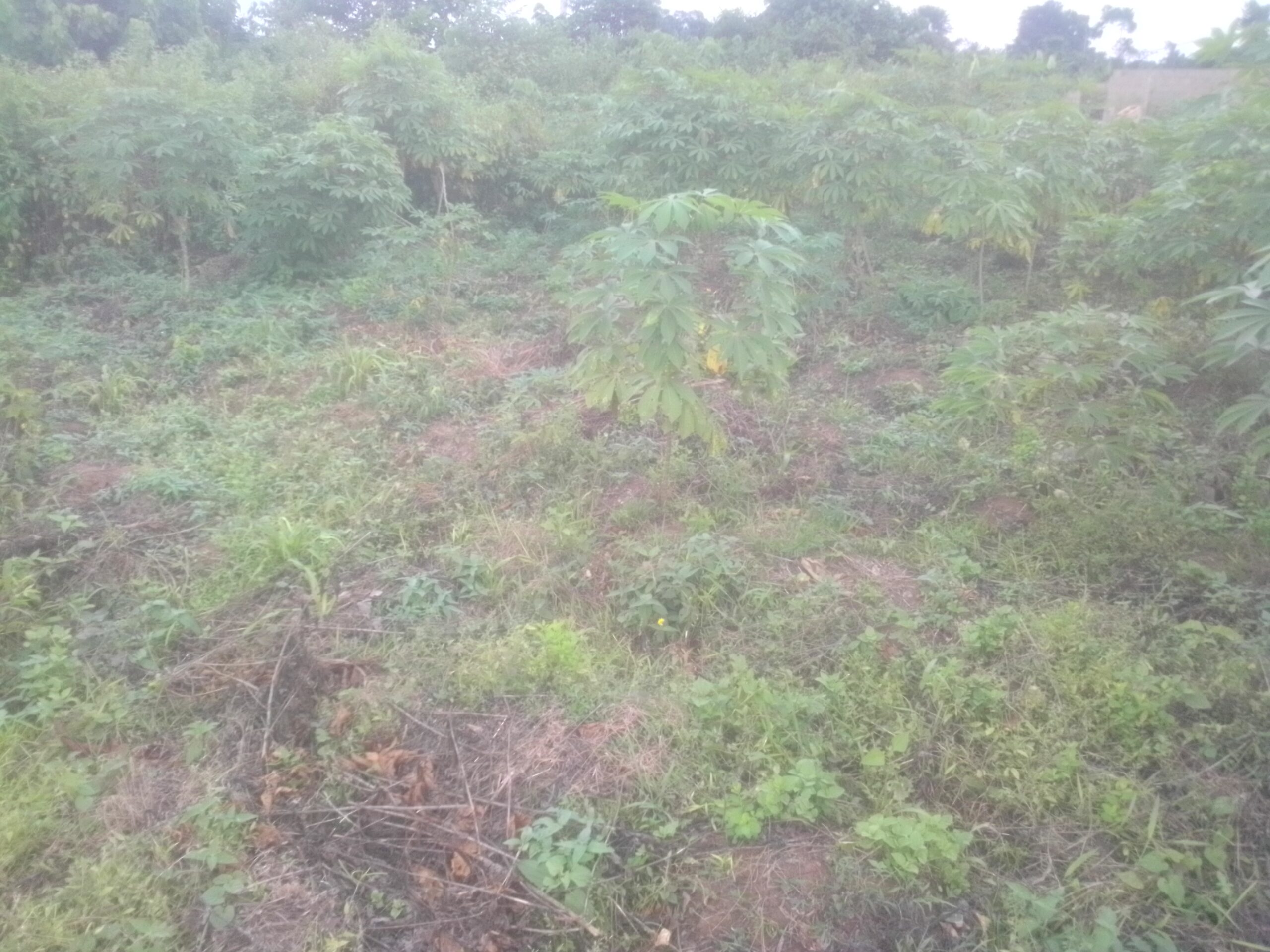 Room and parlour self three built inside at four couch level inside a full plot of land