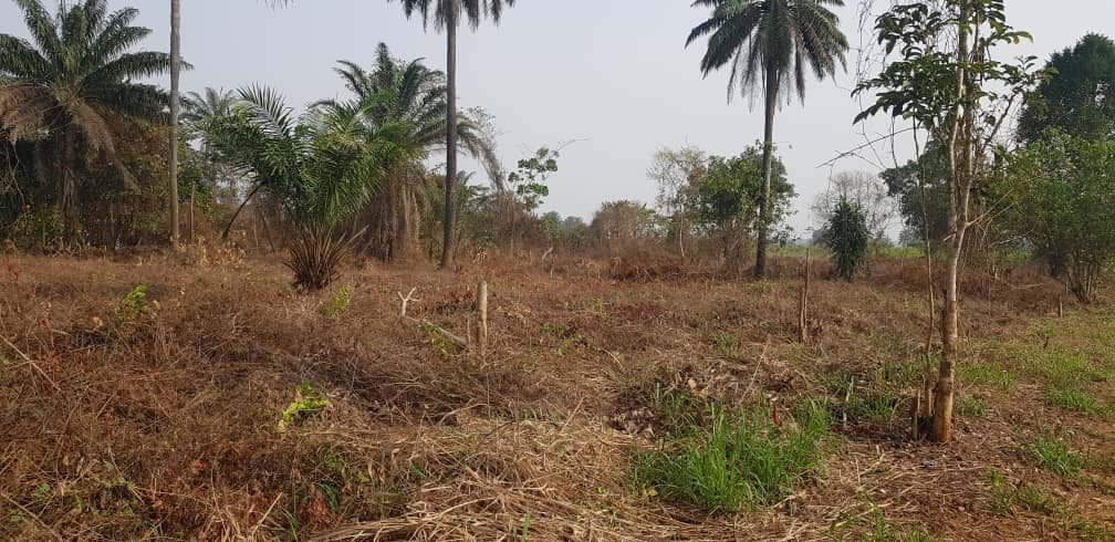 A FARMLAND FOR URGENT SALES!!!